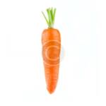Carrot